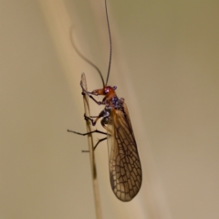 Chorista australis at Gibraltar Pines - 25 Feb 2024