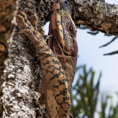 Varanus varius at Good Night Scrub National Park - 18 Sep 2020 by Petesteamer