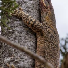 Varanus varius at Good Night Scrub National Park - suppressed