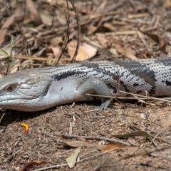 Tiliqua scincoides scincoides (Eastern Blue-tongue) at Bundaberg North, QLD - 19 Sep 2020 by Petesteamer