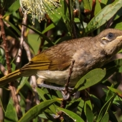 Lichmera indistincta (Brown Honeyeater) at Bundaberg North, QLD - 20 Sep 2020 by Petesteamer