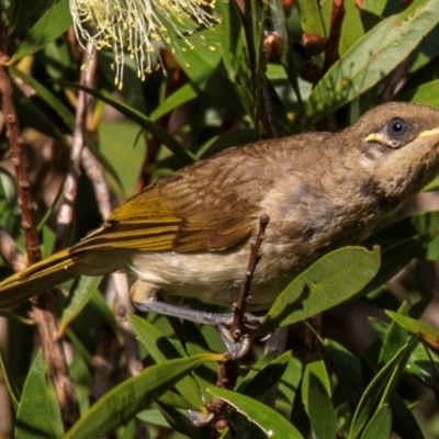 Lichmera indistincta (Brown Honeyeater) at Bundaberg North, QLD - 19 Sep 2020 by Petesteamer