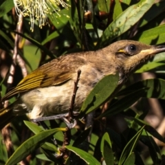Lichmera indistincta at Bundaberg North, QLD - 20 Sep 2020 09:12 AM