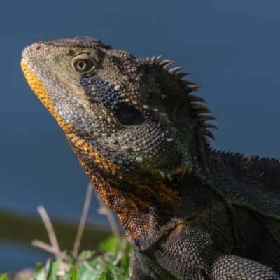 Intellagama lesueurii at Bundaberg North, QLD - 21 Sep 2020 by Petesteamer