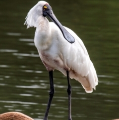 Platalea regia (Royal Spoonbill) at Bundaberg North, QLD - 21 Sep 2020 by Petesteamer