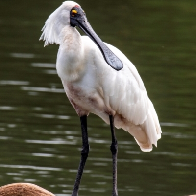 Platalea regia (Royal Spoonbill) at Bundaberg North, QLD - 21 Sep 2020 by Petesteamer