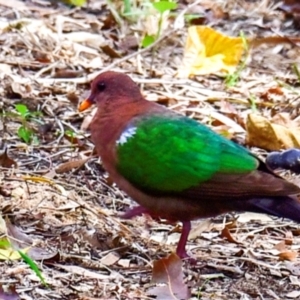 Chalcophaps longirostris at Mon Repos, QLD - 23 Sep 2020 10:16 AM