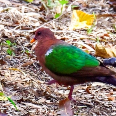 Chalcophaps longirostris (Pacific Emerald Dove) at Mon Repos, QLD - 23 Sep 2020 by Petesteamer