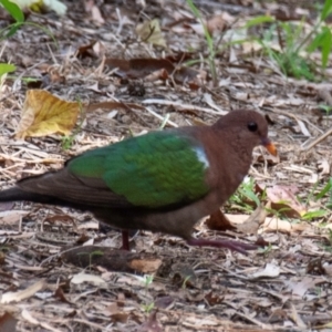 Chalcophaps longirostris at Mon Repos, QLD - 23 Sep 2020 10:16 AM