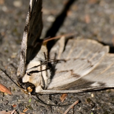 Chelepteryx collesi (White-stemmed Gum Moth) at ANBG - 22 Apr 2024 by Thurstan