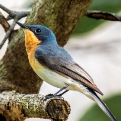 Myiagra rubecula (Leaden Flycatcher) at Mon Repos, QLD - 23 Sep 2020 by Petesteamer