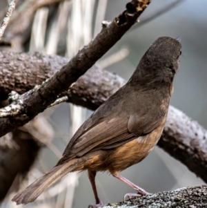 Colluricincla rufogaster at Mon Repos, QLD - 23 Sep 2020 10:27 AM