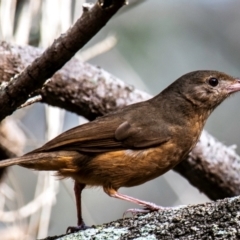 Colluricincla rufogaster at Mon Repos, QLD - 23 Sep 2020 10:27 AM