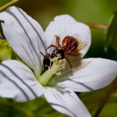 Exoneura sp. (genus) (A reed bee) at Gibraltar Pines - 25 Feb 2024 by KorinneM