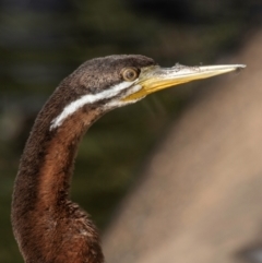 Anhinga novaehollandiae (Australasian Darter) at Bundaberg North, QLD - 17 Sep 2020 by Petesteamer