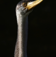 Anhinga novaehollandiae at Bundaberg North, QLD - 17 Sep 2020 09:00 AM