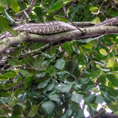 Morelia spilota at Bundaberg North, QLD - 25 Sep 2020 by Petesteamer