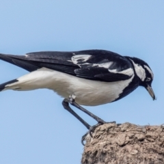 Grallina cyanoleuca (Magpie-lark) at Bundaberg North, QLD - 25 Sep 2020 by Petesteamer