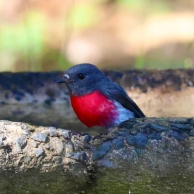 Petroica rosea (Rose Robin) at Moruya, NSW - 22 Apr 2024 by LisaH