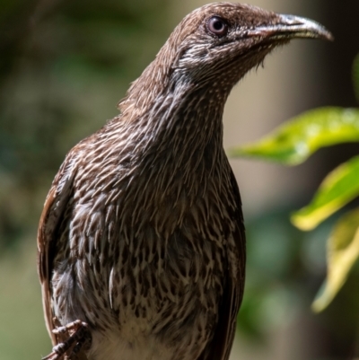 Anthochaera chrysoptera (Little Wattlebird) at Bundaberg North, QLD - 25 Sep 2020 by Petesteamer