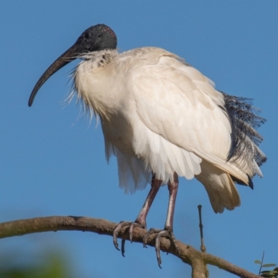 Threskiornis molucca (Australian White Ibis) at Bundaberg North, QLD - 27 Sep 2020 by Petesteamer