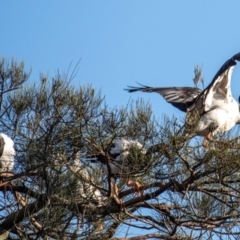 Anseranas semipalmata (Magpie Goose) at Bundaberg North, QLD - 27 Sep 2020 by Petesteamer