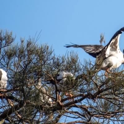 Anseranas semipalmata (Magpie Goose) at Bundaberg North, QLD - 26 Sep 2020 by Petesteamer