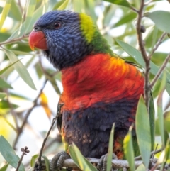 Trichoglossus moluccanus (Rainbow Lorikeet) at Bundaberg North, QLD - 26 Sep 2020 by Petesteamer