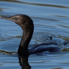 Phalacrocorax sulcirostris (Little Black Cormorant) at Bundaberg North, QLD - 27 Sep 2020 by Petesteamer