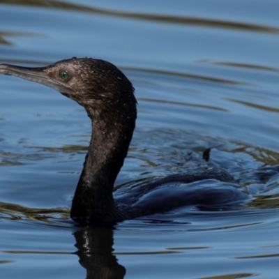 Phalacrocorax sulcirostris (Little Black Cormorant) at Bundaberg North, QLD - 27 Sep 2020 by Petesteamer