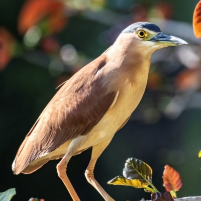 Nycticorax caledonicus (Nankeen Night-Heron) at Bundaberg North, QLD - 26 Sep 2020 by Petesteamer