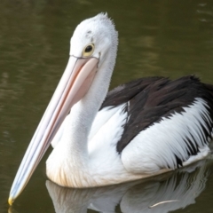 Pelecanus conspicillatus (Australian Pelican) at Bundaberg North, QLD - 27 Sep 2020 by Petesteamer