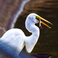 Ardea alba (Great Egret) at Bundaberg North, QLD - 26 Sep 2020 by Petesteamer