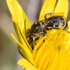 Lipotriches (Austronomia) phanerura (Halictid Bee) at Jerrabomberra, NSW - 22 Apr 2024 by DianneClarke