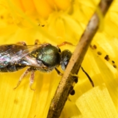 Lasioglossum (Homalictus) urbanum (Furrow Bee) at QPRC LGA - 22 Apr 2024 by DianneClarke