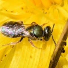 Lasioglossum (Homalictus) urbanum at QPRC LGA - 22 Apr 2024 11:31 AM