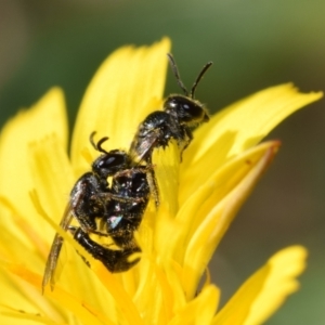 Lasioglossum (Homalictus) sphecodoides at QPRC LGA - 22 Apr 2024 11:38 AM