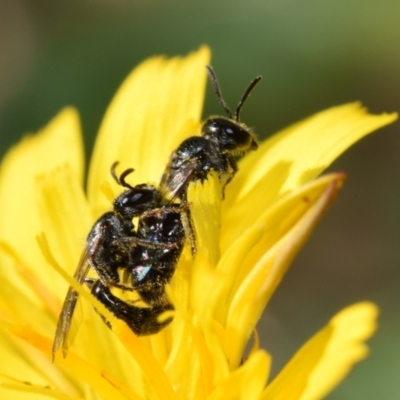 Lasioglossum (Homalictus) sphecodoides (Furrow Bee) at QPRC LGA - 22 Apr 2024 by DianneClarke