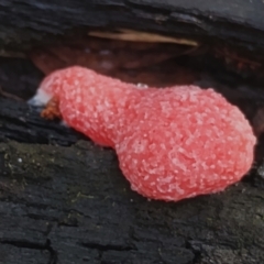 Tubifera ferruginosa (Raspberry Slime) at Mogo, NSW - 21 Apr 2024 by Teresa