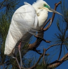 Ardea alba (Great Egret) at Bundaberg North, QLD - 26 Sep 2020 by Petesteamer
