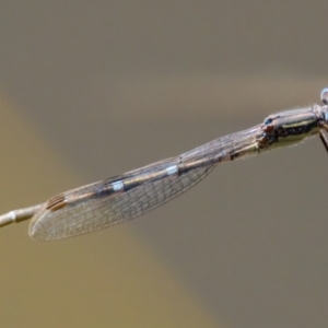 Austrolestes sp. (genus) at Tharwa, ACT - 25 Feb 2024