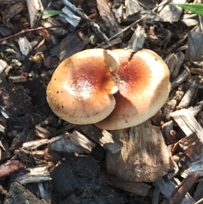 Unidentified Fungus at Mogo, NSW - 20 Apr 2024 by Teresa