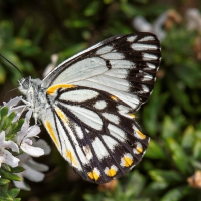 Unidentified White & Yellow (Pieridae) at Bundaberg North, QLD - 25 Sep 2020 by Petesteamer