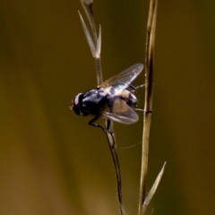 Musca sp. (genus) at Tharwa, ACT - 25 Feb 2024 by KorinneM