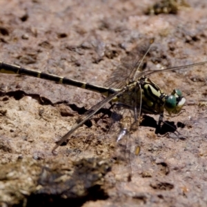 Austrogomphus guerini at Tharwa, ACT - 25 Feb 2024 12:25 PM