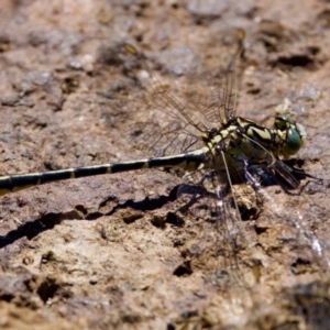 Austrogomphus guerini at Tharwa, ACT - 25 Feb 2024