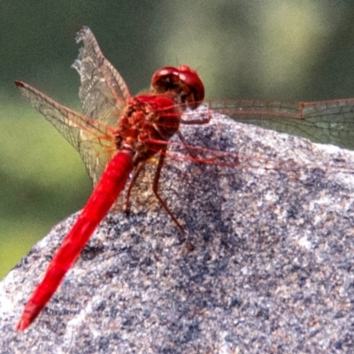 Diplacodes haematodes (Scarlet Percher) at Bundaberg North, QLD - 6 Sep 2020 by Petesteamer