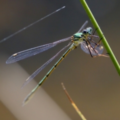 Synlestes weyersii (Bronze Needle) at Tharwa, ACT - 25 Feb 2024 by KorinneM