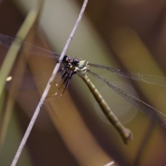 Synlestes weyersii at Tharwa, ACT - 25 Feb 2024