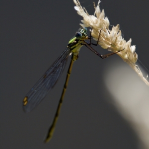 Synlestes weyersii at Tharwa, ACT - 25 Feb 2024